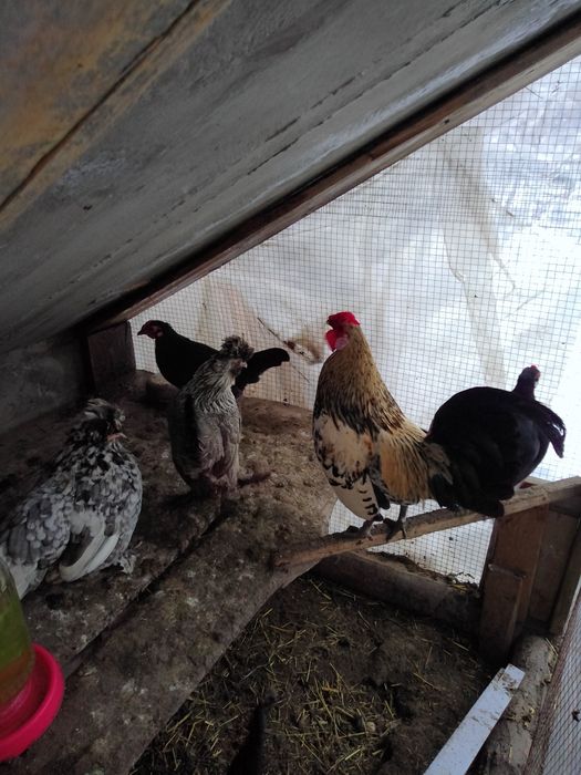 Японча сотилади соглом 100%