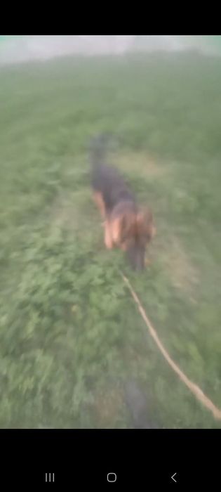 Nemeski ovcharka 1 yosh erkak sotiladi  qolgan malumotlar