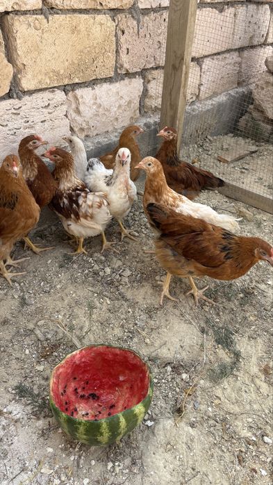 Продам курица срочно