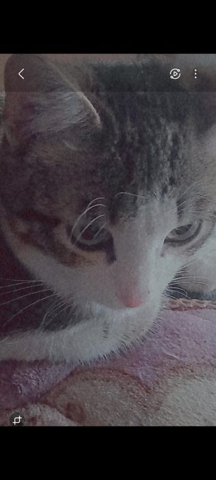 Котик в добрые руки