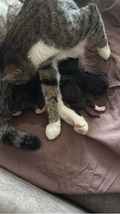Отдам даром котят