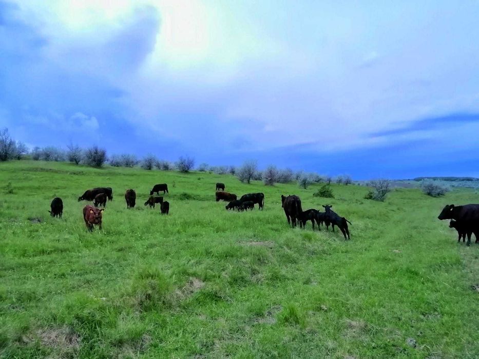Vand casa batranesca Sopotul Nou si 24ha pasune total 125000euro