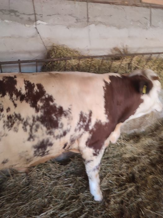 Vând 2 viței bălțați