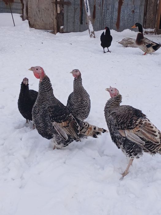 Продам Индюков.