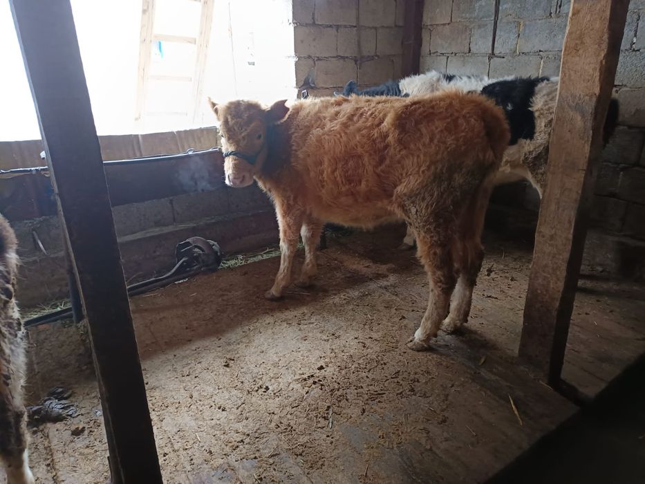 Тана.      Бұзау