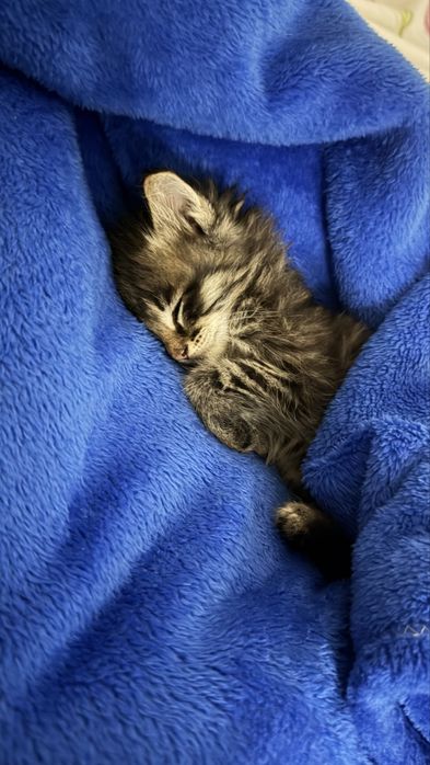 Котенок мальчик бесплатно