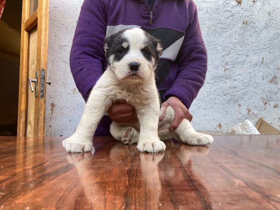 Щенок Алабая ( девочка ) чистокровная