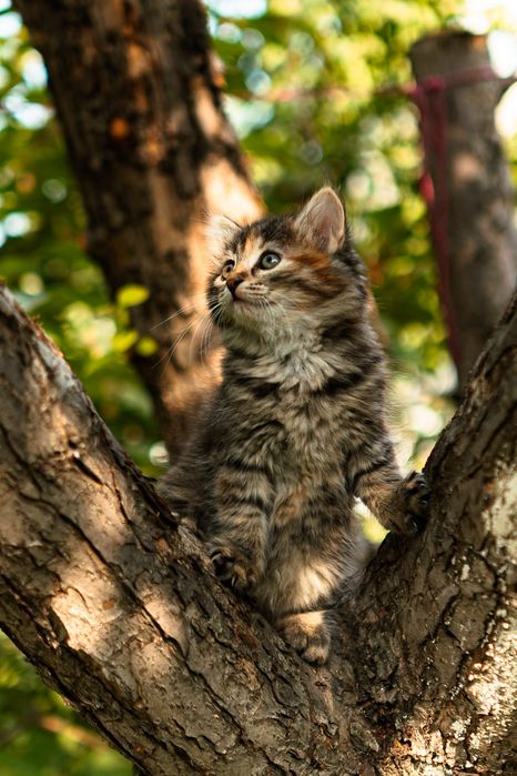 Котята бесплатно