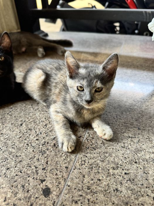 Отдам кошку и котят