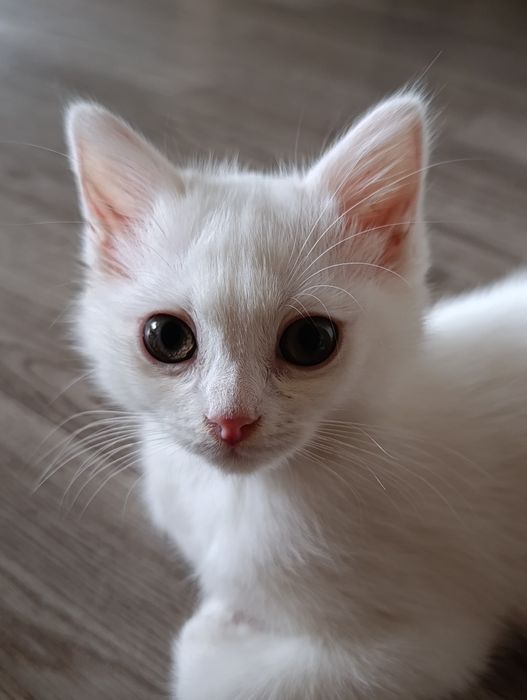 Ищу дом для котиков