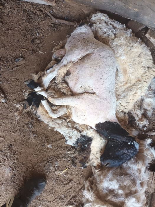 Куй кузиларни киркамиз