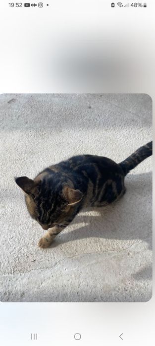 Bengal tozza  ona mushuk