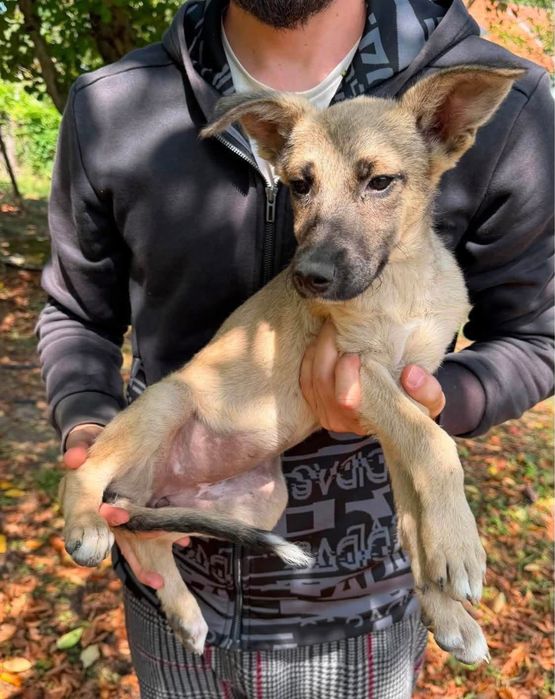 Catelușe pentru adoptie