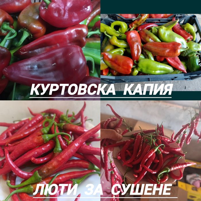 Разсад от стари нехибридни  сортове