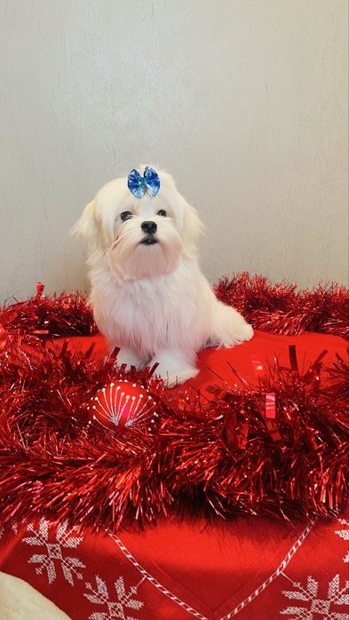 Щенки Мальтезе , Maltese