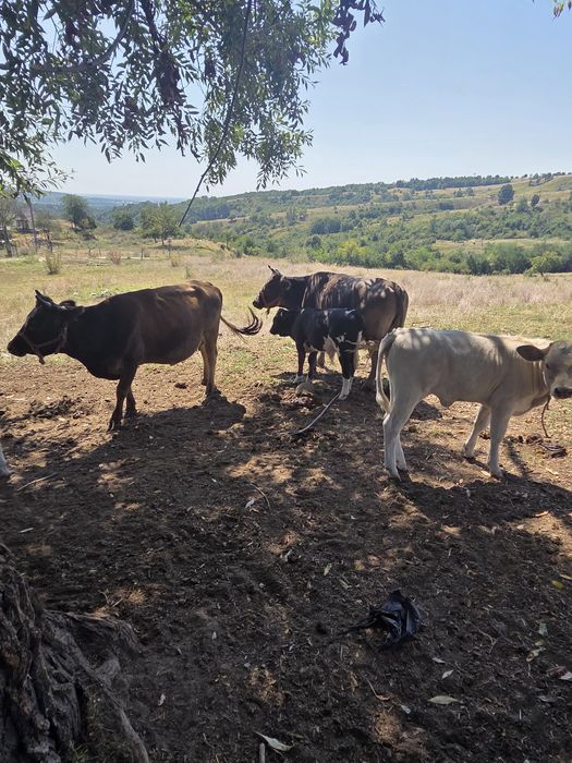 Vaca cu vitel de vanzare