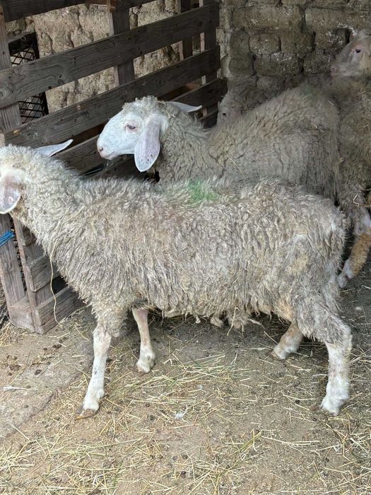 Продават се агнета