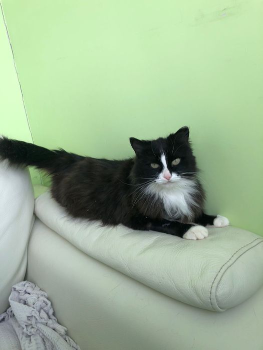 Кошечка в Добрые руки! Стерелизована!