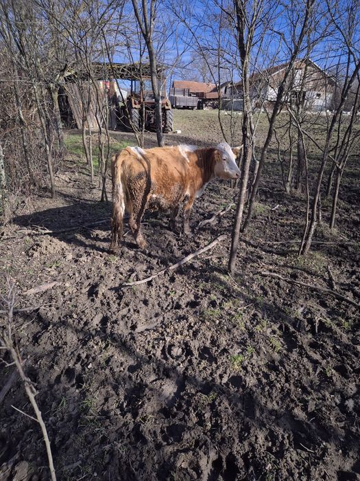 Vând vaca baltata