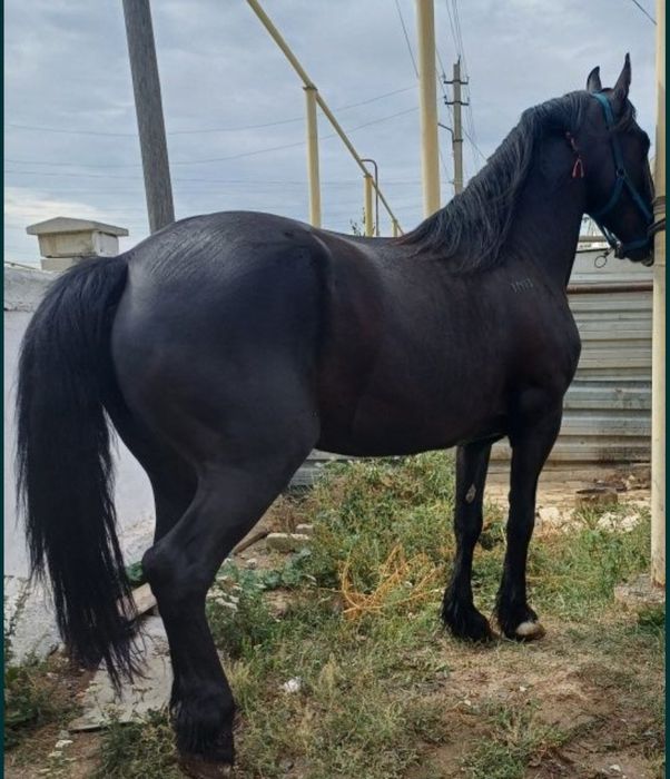 Продаётся кобыла