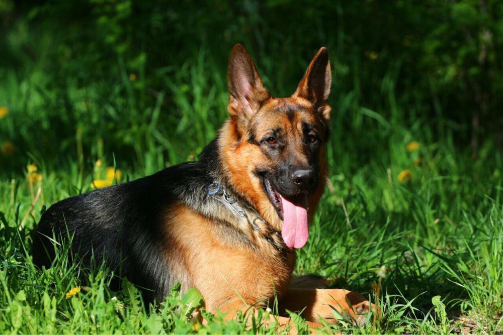 Щенки немецкой овчарки