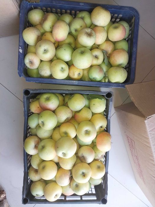 Продам яблоки Заря