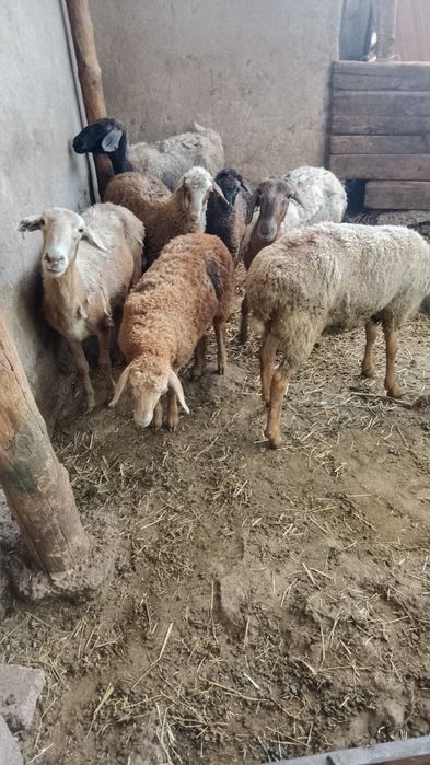 Продам баран с егнятами