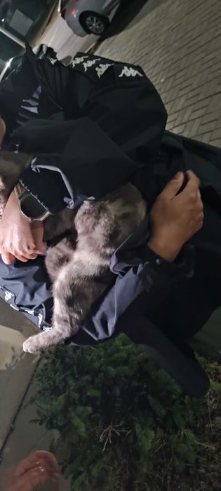 Кот в добрые руки