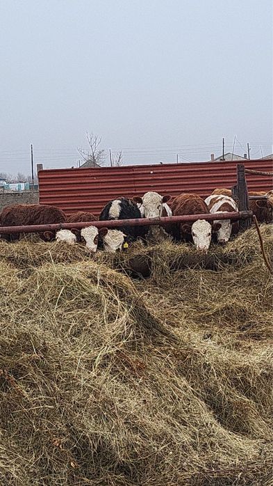 Продам годовалых бычков