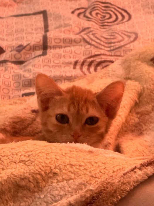 Отдам котенка бесплатно