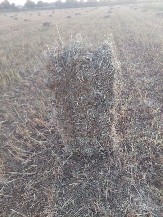 Тариқ пресс  20минг сўм