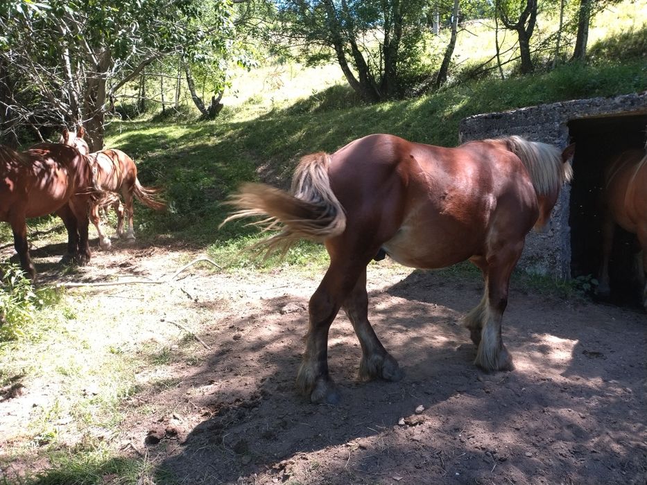 Vând mânză și mânz .