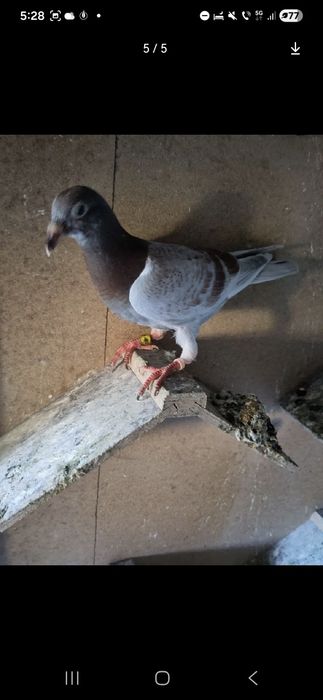 Inele porumbei/ păsări