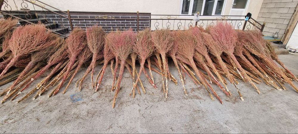 Supurgi optom va donaga