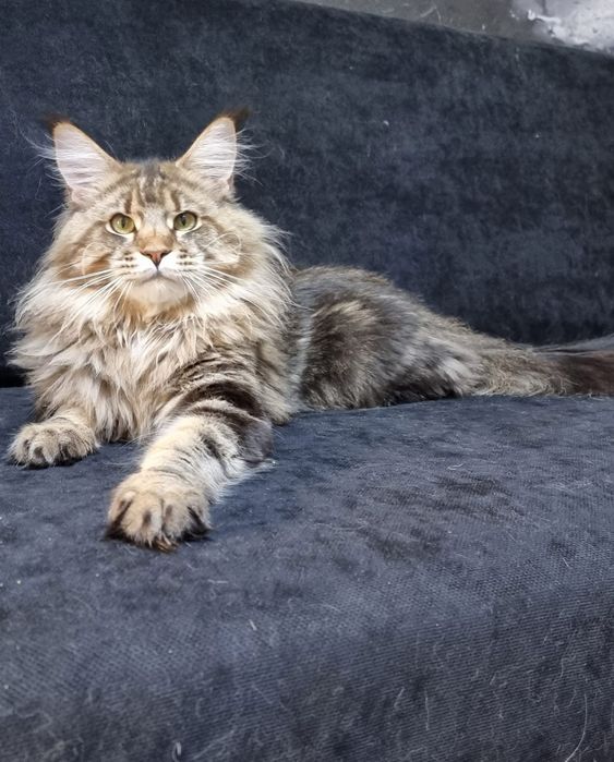 Maine coon puiut