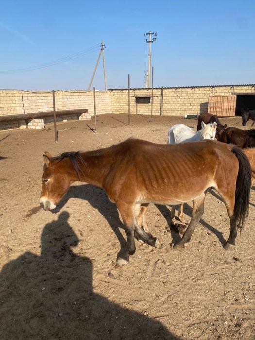 Тяж бие сатылады