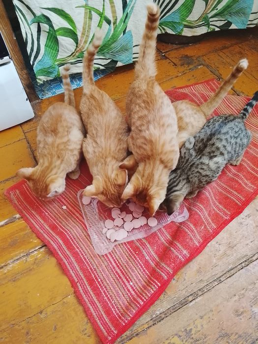 Отдам котят.в добрые руки.