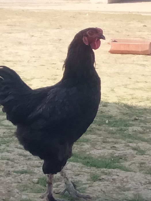 Қораздар әтештер