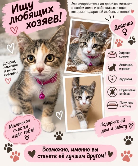 Отдаем котят в хорошие руки