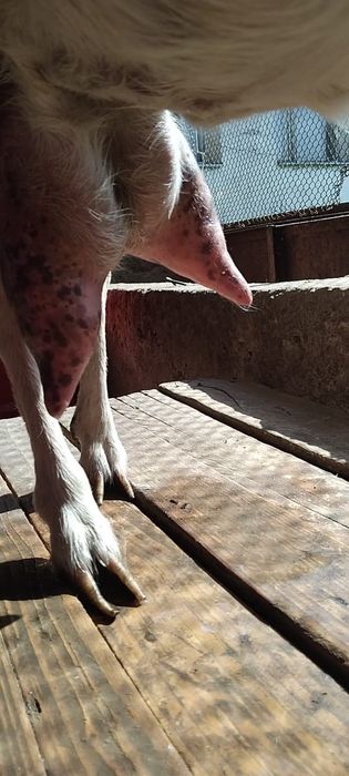 заненский сауынды ешкі сатылады