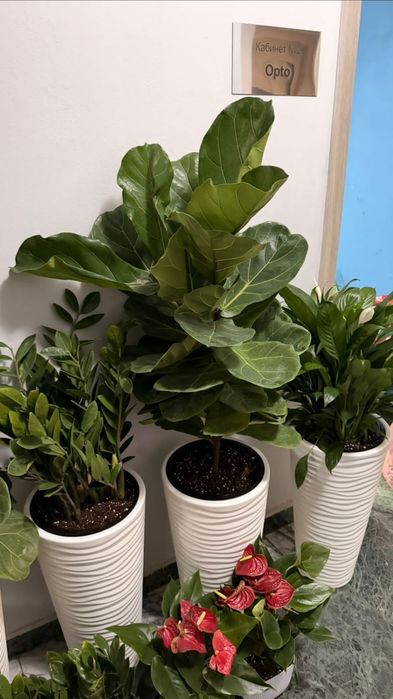 Фикус Лирата комнатные цветы