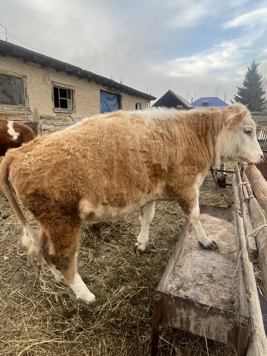 Тайынша сатылады