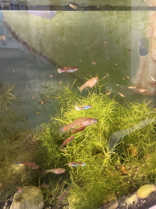 Аквариум вместе с рыбками