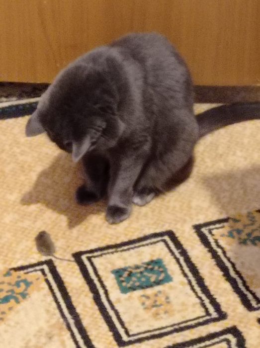 Отдам кошку. В добрые руки.