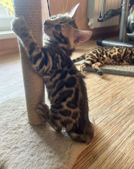 Бенгальские котята