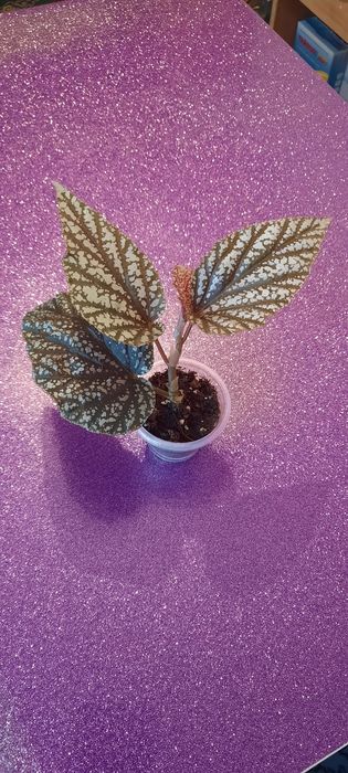 Комнатные цветы красивые