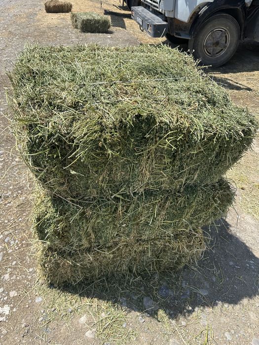 Таза жоңышқалар бар