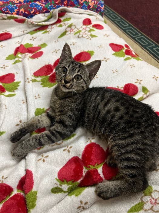 Котёнок ищет любящую семью