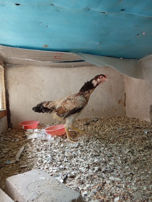 Dakan tovuq zoti kares