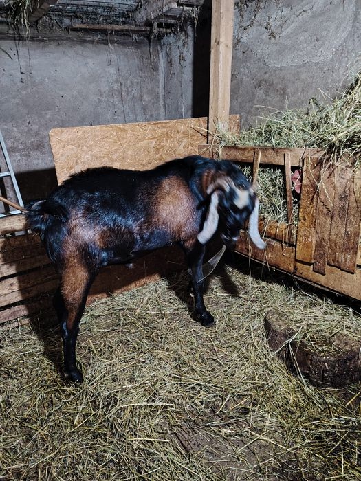 Tap anglonubian de vanzare